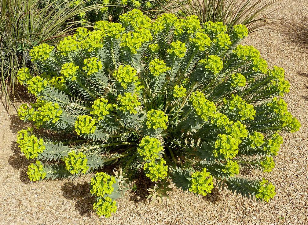 Silver Spurge - Native Gardeners