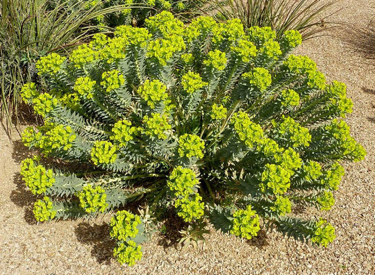 Silver Spurge - Native Gardeners