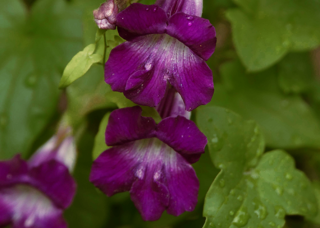 Snapdragon Vine - Native Gardeners