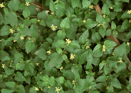 Horseherb - Native Gardeners