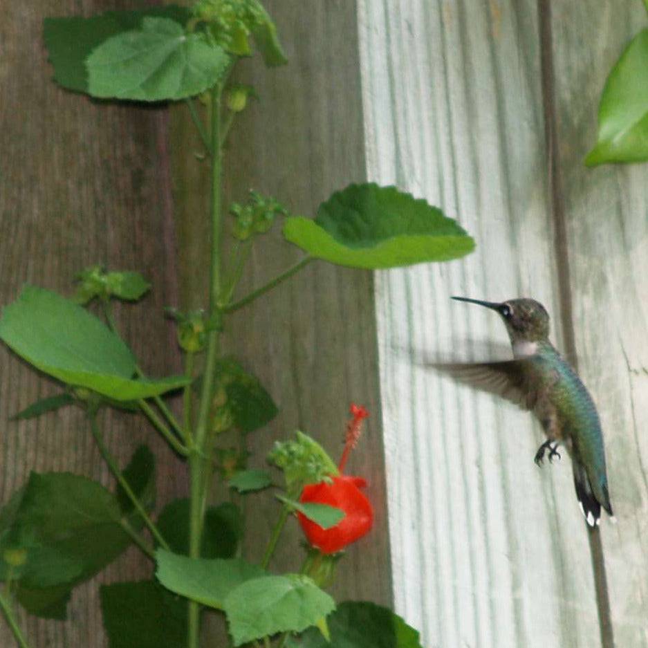 Native Turk Cap Turk's Cap – Native Gardeners