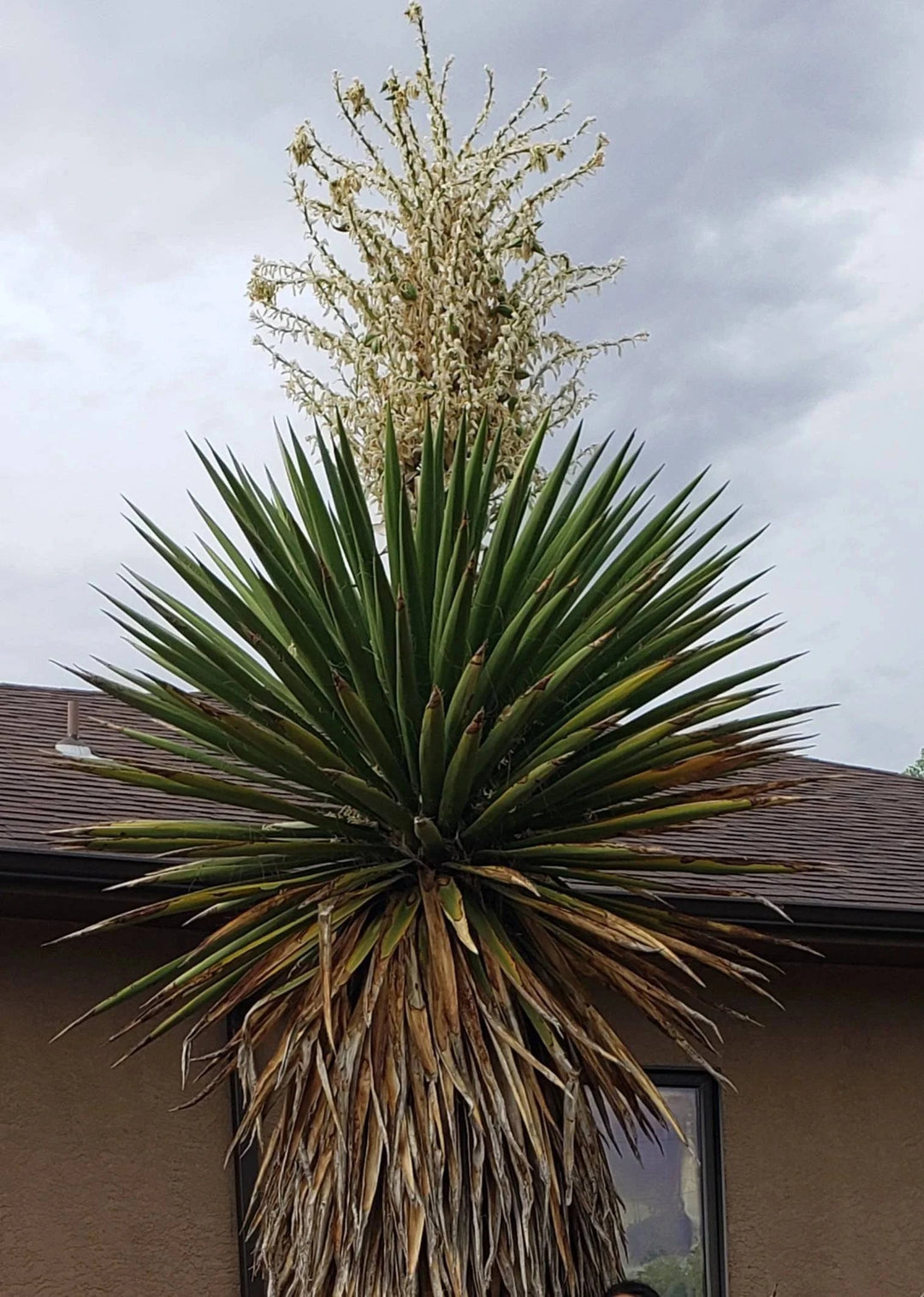 big yucca cane Faxon Yucca – Native Gardeners