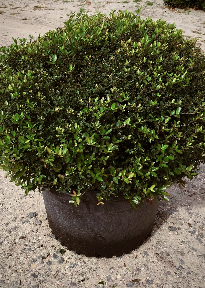 Yaupon Holly 'Dwarf'