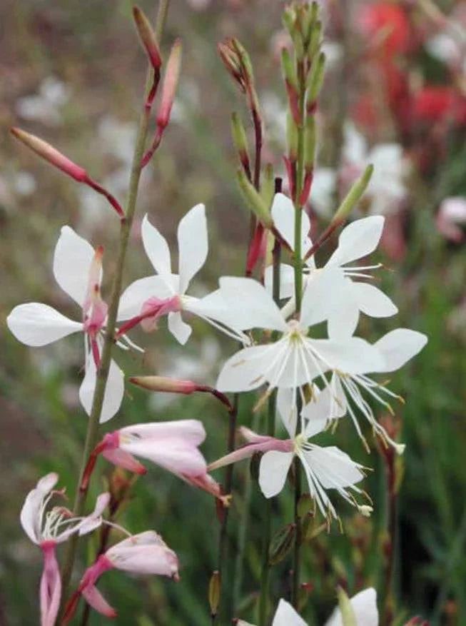 Gaura 'Sparkle White' - Native Gardeners