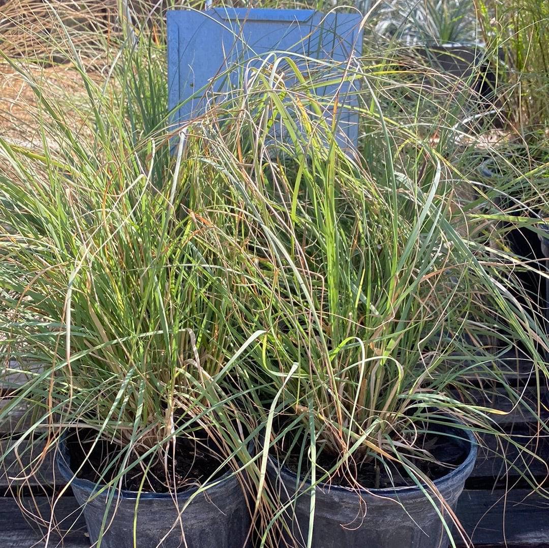 Weeping Muhly - Native Gardeners