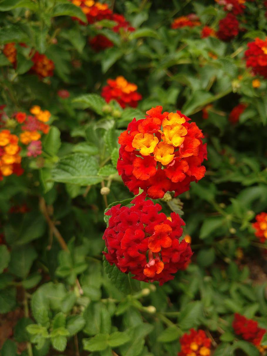 Lantana 'Dallas Red' – Native Gardeners