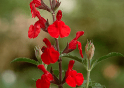 Autumn Sage 'Red' - Native Gardeners