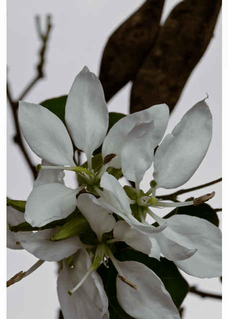 Anacacho Orchid Tree flower close up 