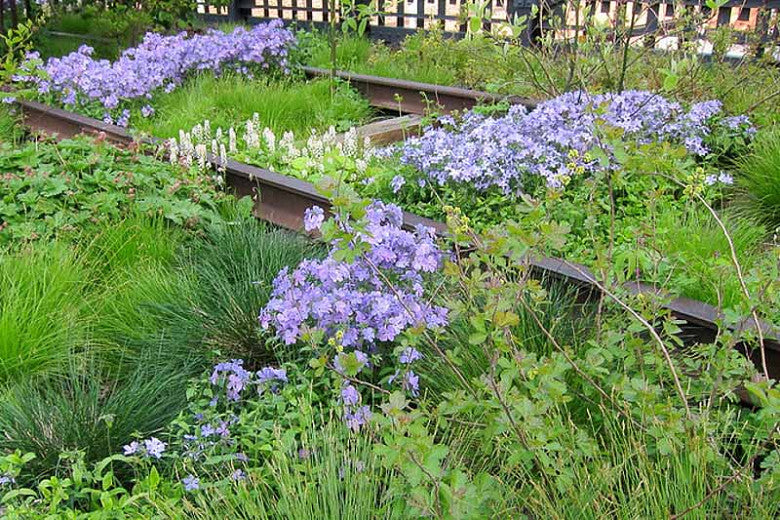 Woodland Phlox 'Louisiana Blue'