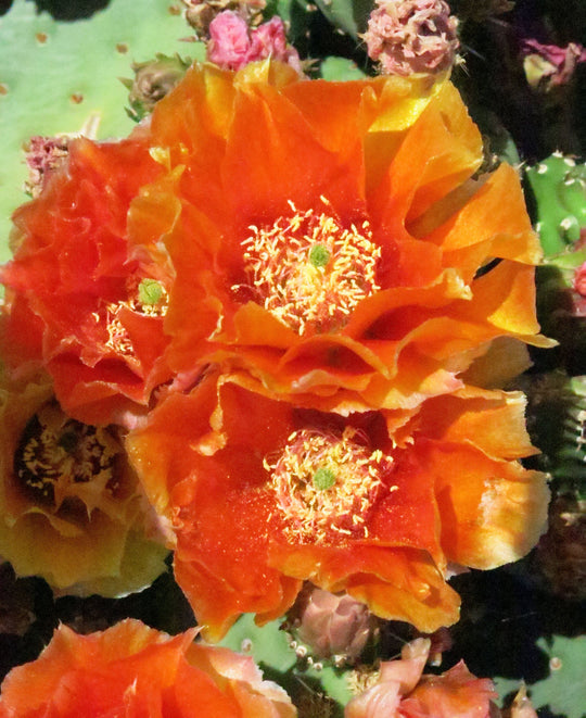 Prickly Pear "Mandarin Sunrise" - Native Gardeners