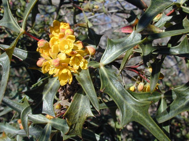 Agarita close-up