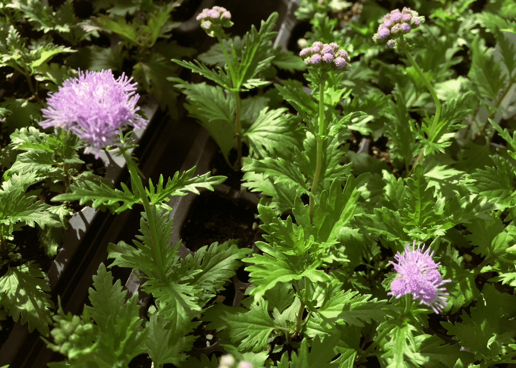 Gregg's Mistflower - Native Gardeners