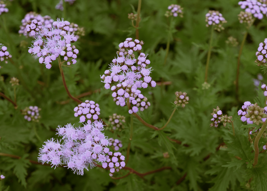 Gregg's Mistflower - Native Gardeners