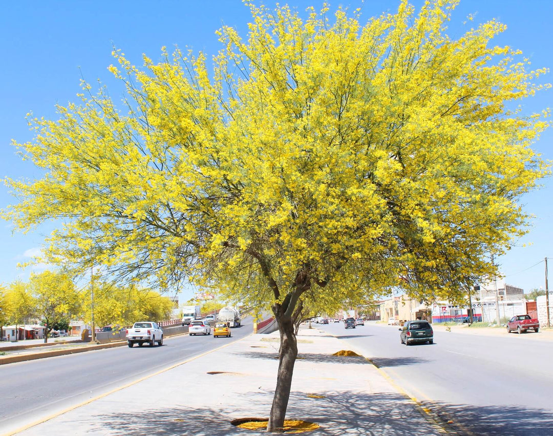 Retama – Native Gardeners