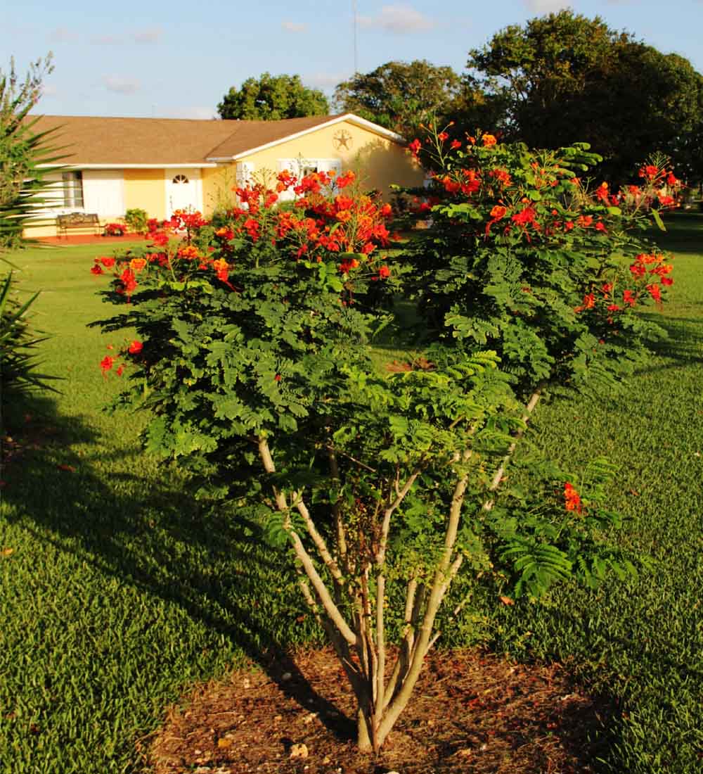 pride of barbados flower seeds Pride of Barbados
