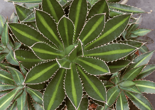 Agave Lophantha 'Splendida' close-up