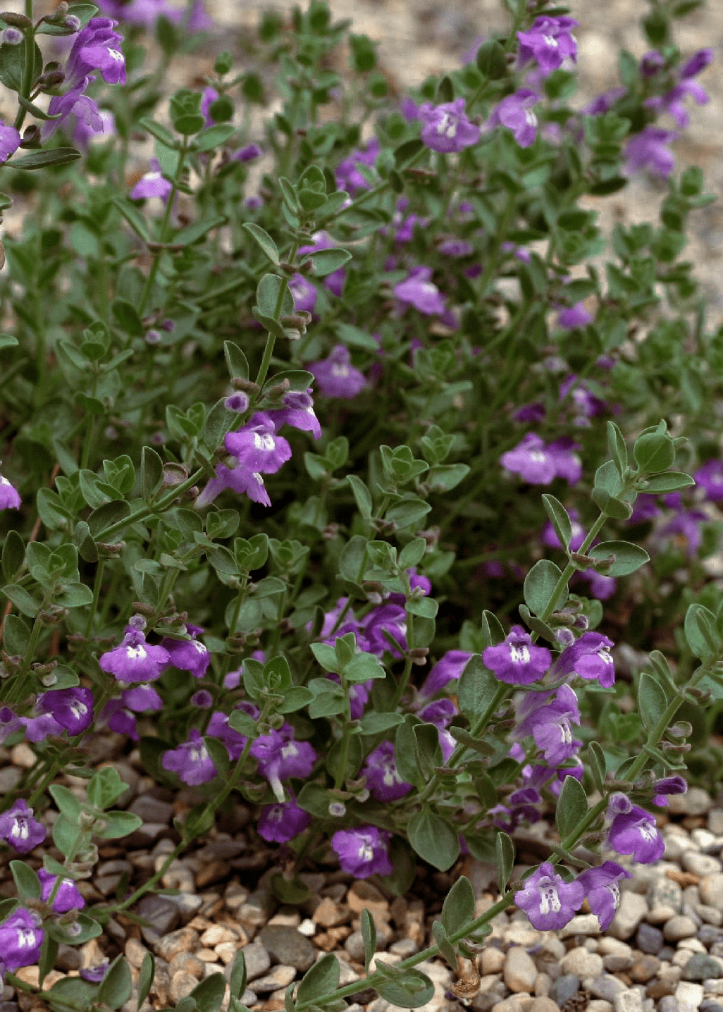 Shrubby Skullcap 'Purple' - Native Gardeners