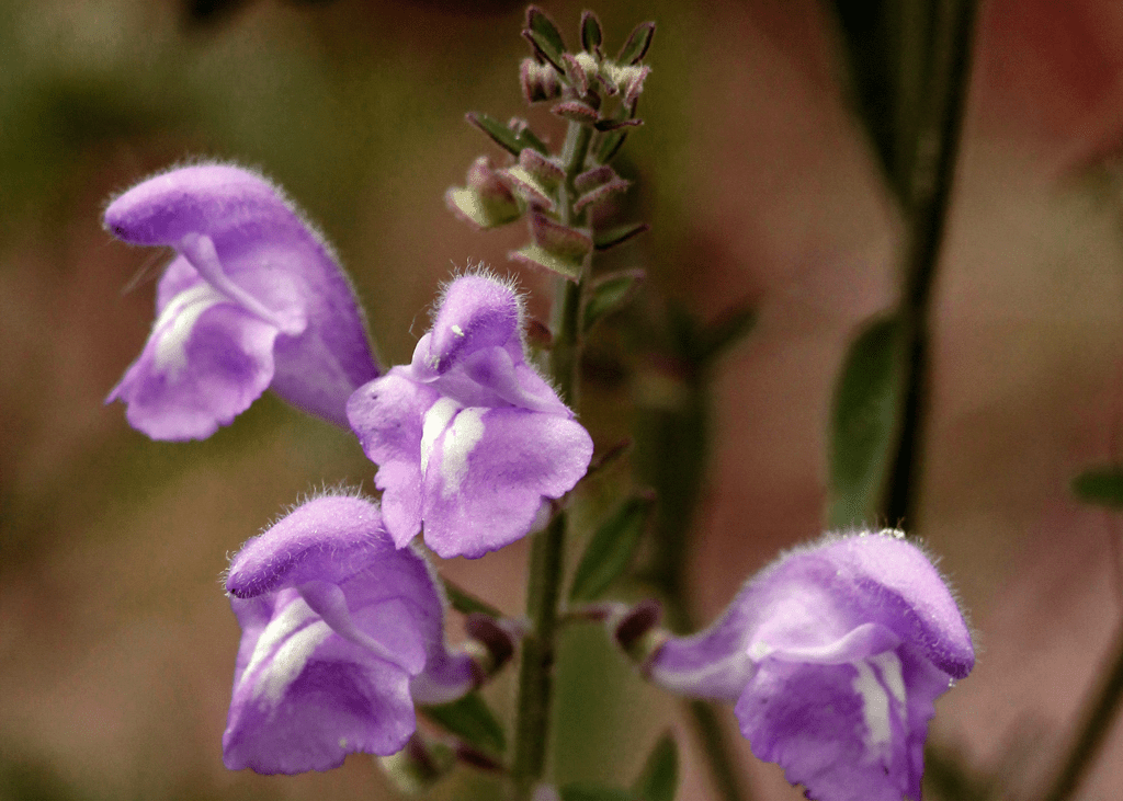 Shrubby Skullcap 'Purple' - Native Gardeners