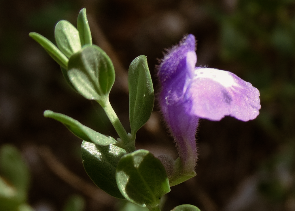 Shrubby Skullcap 'Purple'