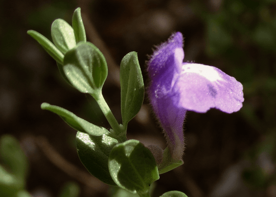 Shrubby Skullcap 'Purple' - Native Gardeners