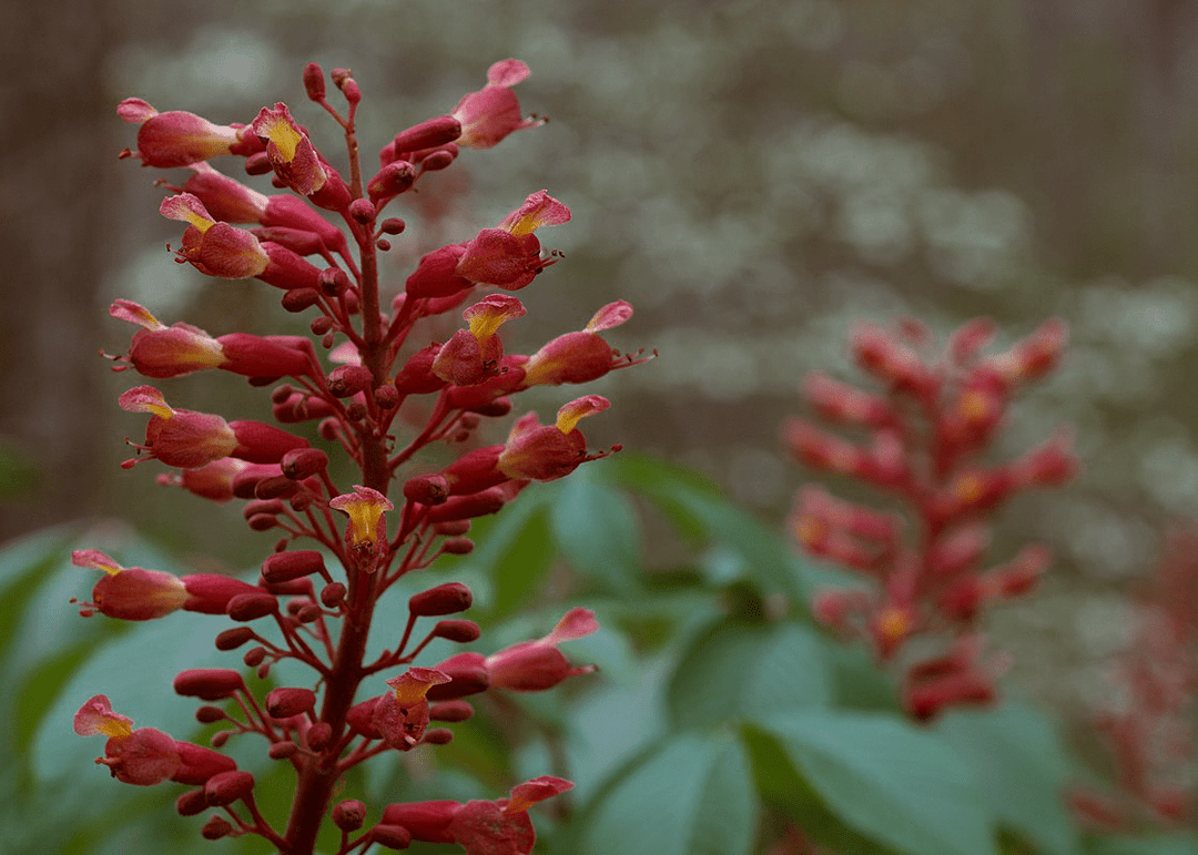 Red Buckeye - Native Gardeners