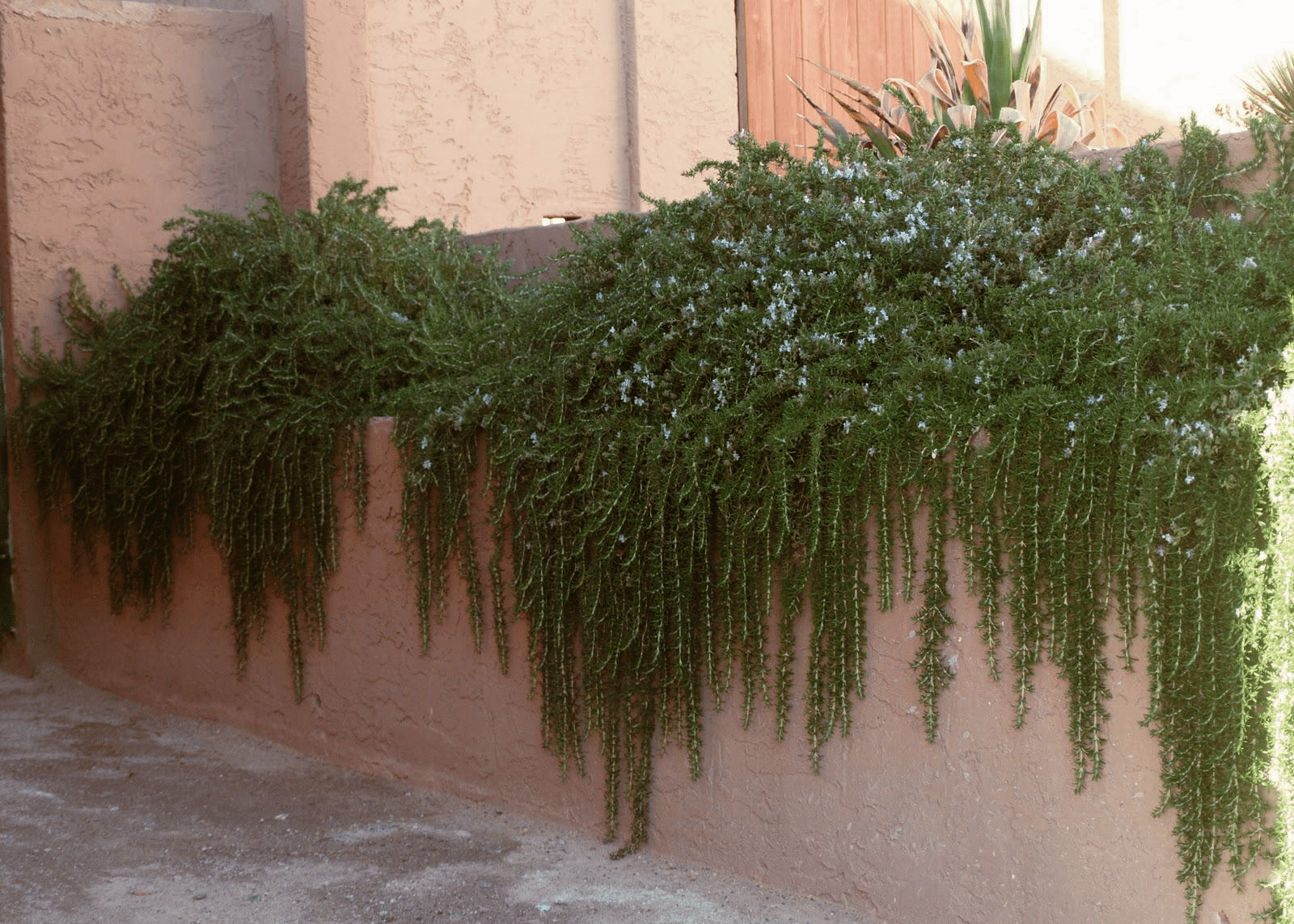 hanging rosemary plant Creeping Rosemary