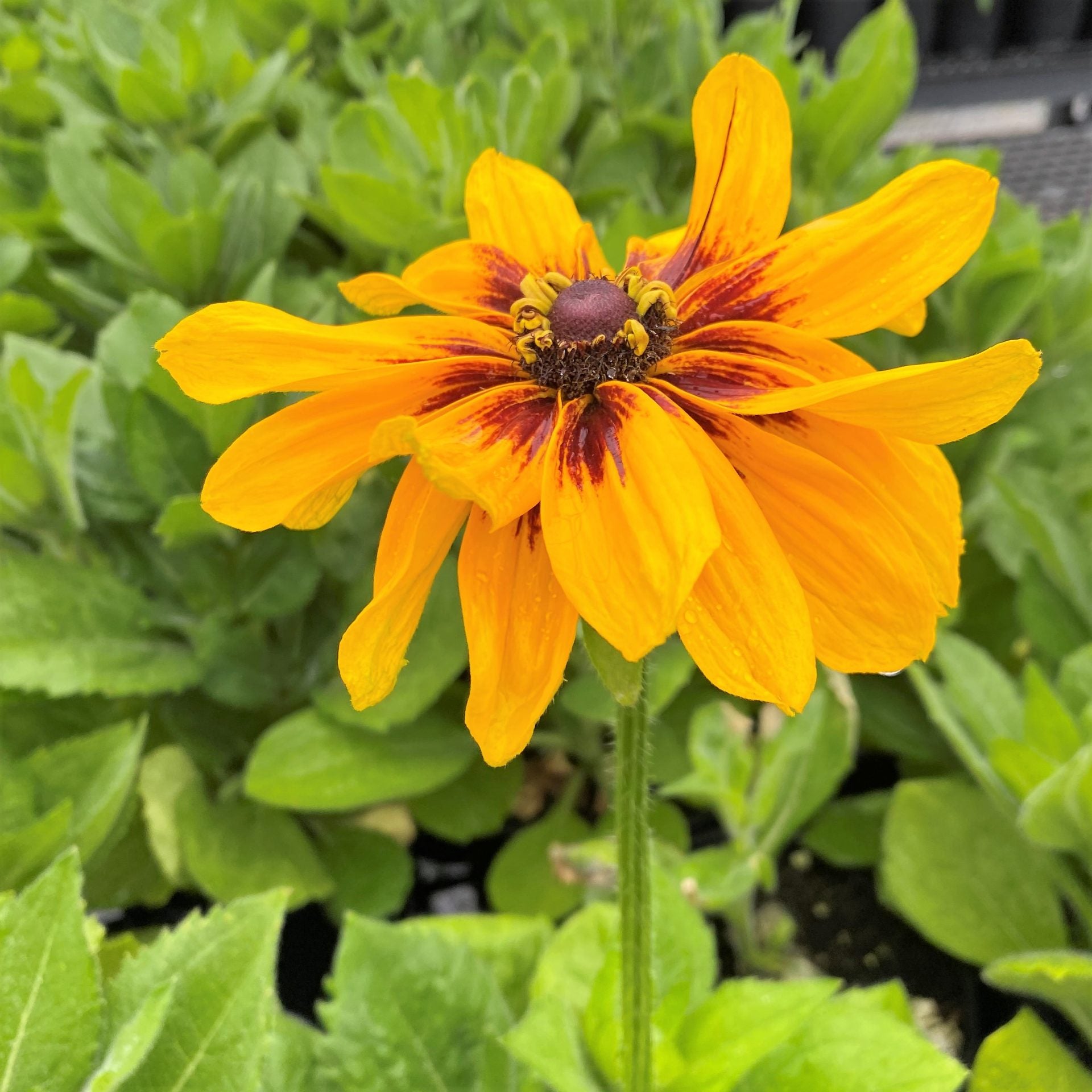 Rudbeckia 'Denver Daisy'