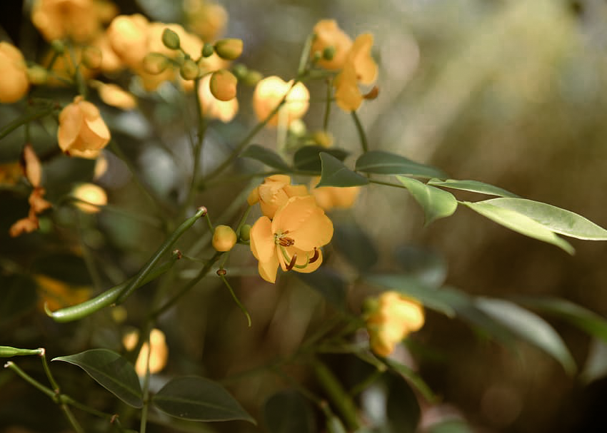 Common Tree Senna