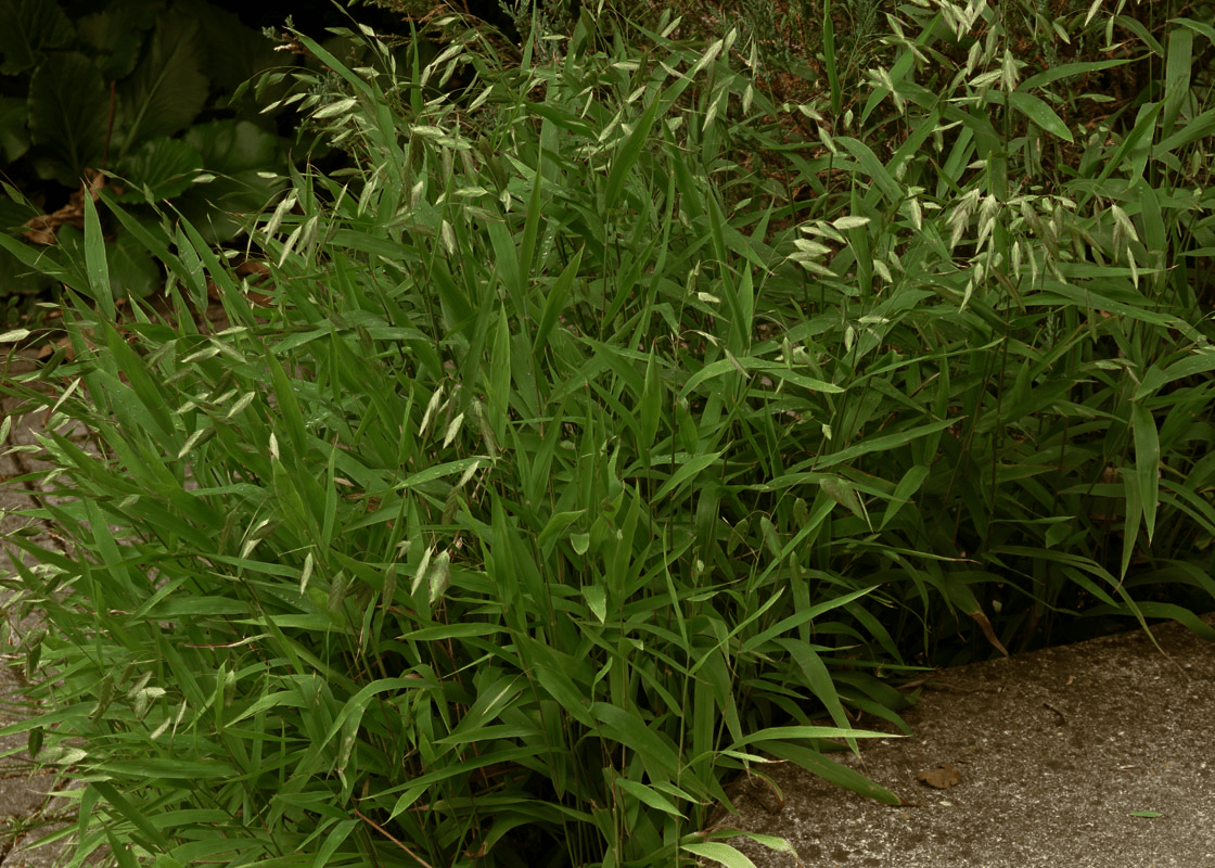 Inland Seaoats - Native Gardeners