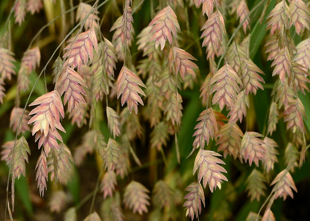 Inland Seaoats