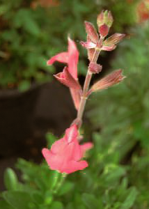 Salvia greggii 'Lipstick'