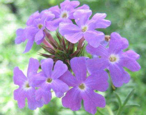 Moss Verbena - Native Gardeners