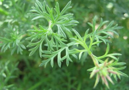 Moss Verbena