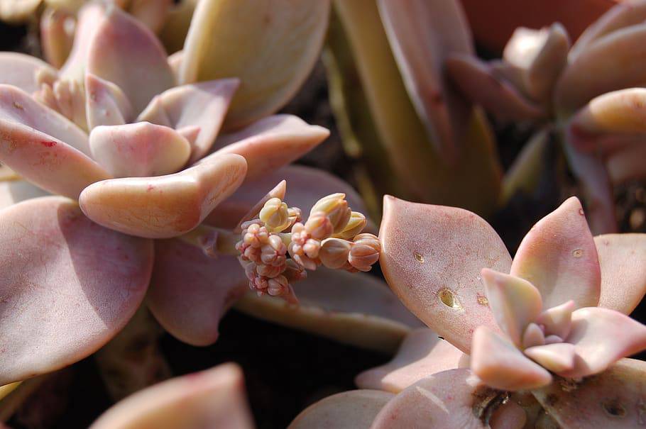 Ghost Plant 'Red' - Native Gardeners