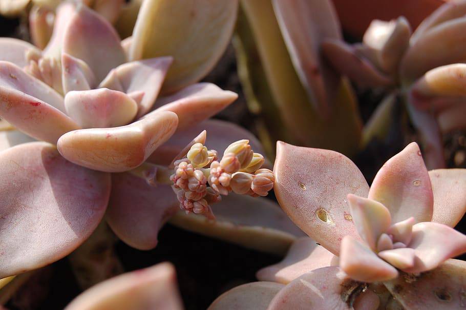 pink ghost plant succulent Ghost Plant 'Red'
