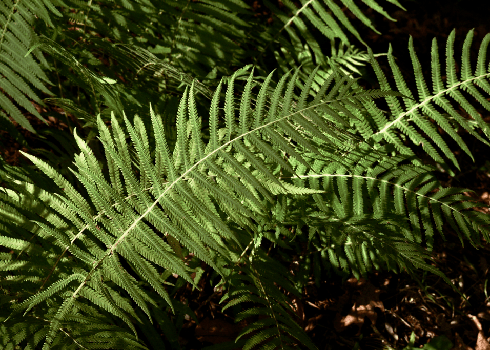 Southern Wood Fern - Native Gardeners